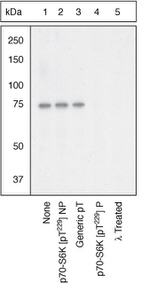 Phospho-p70 S6 Kinase (Thr229) Antibody in Western Blot (WB)