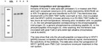 Phospho-NFATC2 (Ser54) Antibody in Western Blot (WB)