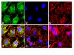 Phospho-NFATC2 (Ser54) Antibody in Immunocytochemistry (ICC/IF)