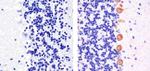 Phospho-PKC gamma (Thr674) Antibody in Immunohistochemistry (Paraffin) (IHC (P))