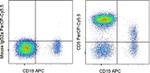 CD5 Antibody in Flow Cytometry (Flow)