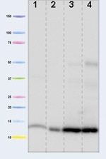 Cytochrome C Antibody in Western Blot (WB)