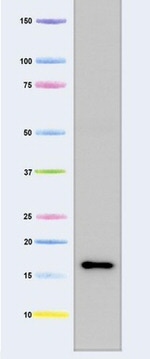 FXN Antibody in Western Blot (WB)