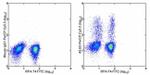 IFN gamma Antibody in Flow Cytometry (Flow)