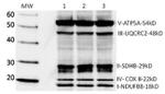 OxPhos Human WB Antibody in Western Blot (WB)