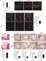 CD3e Antibody in Immunohistochemistry (IHC)