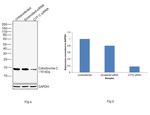 Cytochrome C Antibody