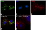 Cytochrome C Antibody in Immunocytochemistry (ICC/IF)