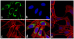 AIF Antibody in Immunocytochemistry (ICC/IF)