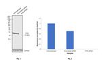 FXN Antibody