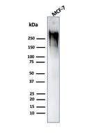 MUC1/CA15-3/EMA/CD227 (Epithelial Marker) Antibody in Western Blot (WB)