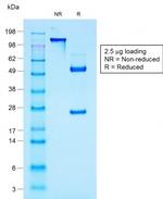 MUC1/CA15-3/EMA/CD227 Antibody in SDS-PAGE (SDS-PAGE)