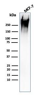 MUC1/CA15-3/EMA/CD227 Antibody in Western Blot (WB)