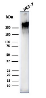 MUC1/CA15-3/EMA/CD227 Antibody in Western Blot (WB)