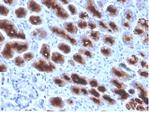 MUC1/CA15-3/EMA/CD227 (Epithelial Marker) Antibody in Immunohistochemistry (Paraffin) (IHC (P))