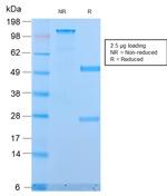 MUC1/CA15-3/EMA/CD227 Antibody in SDS-PAGE (SDS-PAGE)