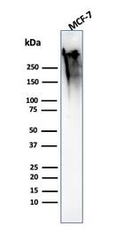 MUC1/CA15-3/EMA/CD227 Antibody in Western Blot (WB)