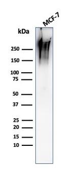 MUC1/CA15-3/EMA/CD227 Antibody in Western Blot (WB)