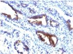 MUC3 (Mucin 3) Antibody in Immunohistochemistry (Paraffin) (IHC (P))