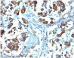 MUC3 (Mucin 3) Antibody in Immunohistochemistry (Paraffin) (IHC (P))