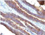 MUC3 (Mucin 3) Antibody in Immunohistochemistry (Paraffin) (IHC (P))