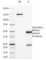 MUC3 (Mucin 3) Antibody in SDS-PAGE (SDS-PAGE)