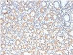 MUC3 (Mucin 3) Antibody in Immunohistochemistry (Paraffin) (IHC (P))