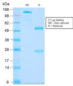 MUC3 (Mucin 3) Antibody in SDS-PAGE (SDS-PAGE)