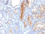 MUC4 (Mucin 4/Gastric Mucin) Antibody in Immunohistochemistry (Paraffin) (IHC (P))