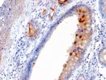 MUC4 (Mucin 4/Gastric Mucin) Antibody in Immunohistochemistry (Paraffin) (IHC (P))