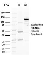 MUC4 (Mucin 4/Gastric Mucin) Antibody in SDS-PAGE (SDS-PAGE)