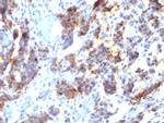 MUC5AC (Mucin 5AC/Gastric Mucin) Antibody in Immunohistochemistry (Paraffin) (IHC (P))