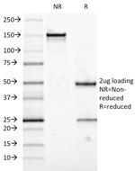 MUC5AC (Mucin 5AC/Gastric Mucin) Antibody in SDS-PAGE (SDS-PAGE)