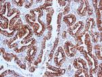 MUC5AC (Mucin 5AC/Gastric Mucin) Antibody in Immunohistochemistry (Paraffin) (IHC (P))