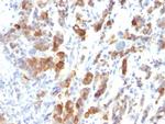 MUC5AC (Mucin 5AC/Gastric Mucin) Antibody in Immunohistochemistry (Paraffin) (IHC (P))