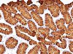 MUC5AC (Mucin 5AC/Gastric Mucin) Antibody in Immunohistochemistry (Paraffin) (IHC (P))