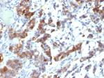 MUC5AC (Mucin 5AC/Gastric Mucin) Antibody in Immunohistochemistry (Paraffin) (IHC (P))