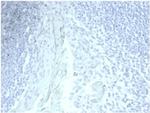 MUC5AC (Mucin 5AC/Gastric Mucin) Antibody in Immunohistochemistry (Paraffin) (IHC (P))