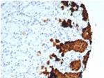 MUC5AC (Mucin 5AC/Gastric Mucin) Antibody in Immunohistochemistry (Paraffin) (IHC (P))