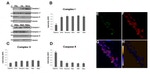 ATP5H Antibody in Western Blot (WB)