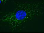 COX5A Antibody in Immunocytochemistry (ICC/IF)