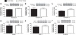 SDHA Antibody in Western Blot (WB)