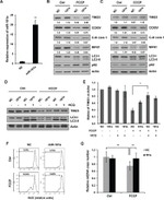 UQCRC1 Antibody in Western Blot (WB)