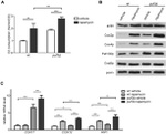 Porin Antibody in Western Blot (WB)