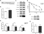 Porin Antibody in Western Blot (WB)