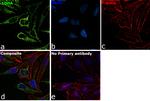 SDHA Antibody in Immunocytochemistry (ICC/IF)