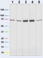 SDHA Antibody in Western Blot (WB)