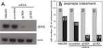 SDHB Antibody in Western Blot (WB)