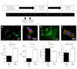 SDHB Antibody in Immunocytochemistry (ICC/IF)