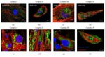 SDHB Antibody in Immunocytochemistry (ICC/IF)